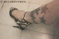 Foto Immagine Suzana Pantera Trans Napoli 3929724965 - 57